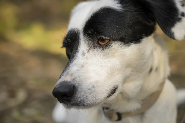 Gros Plan Chien Mignon Regardant Autre Côté — Photo