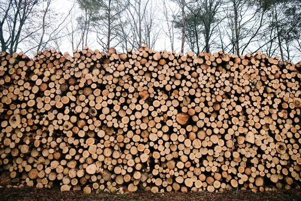 森の中で伐採された木の山のクローズアップショット — ストック写真