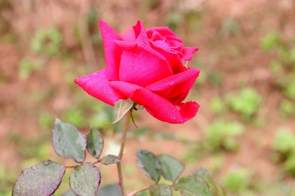 Селективный Снимок Цветущей Красной Розы — стоковое фото