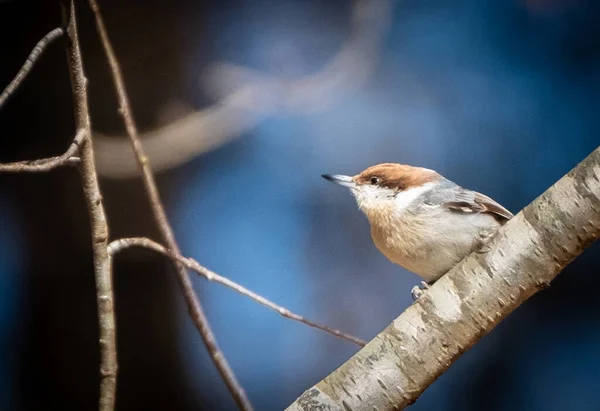 Nuthatch Maro Cocoțat Ramură — Fotografie, imagine de stoc