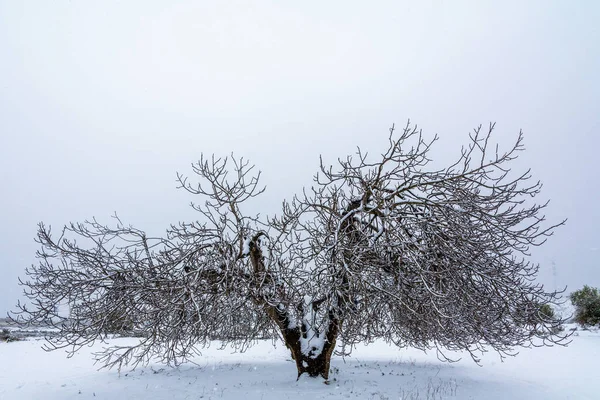 西班牙穆尔西亚 一棵美丽的干枯的树被雪地覆盖在雪地上 — 图库照片