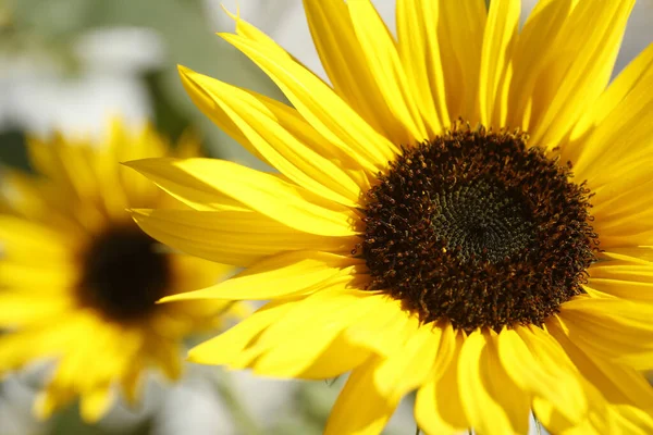 Detailní Záběr Krásných Slunečnic Zahradě Zachycené Během Dne — Stock fotografie