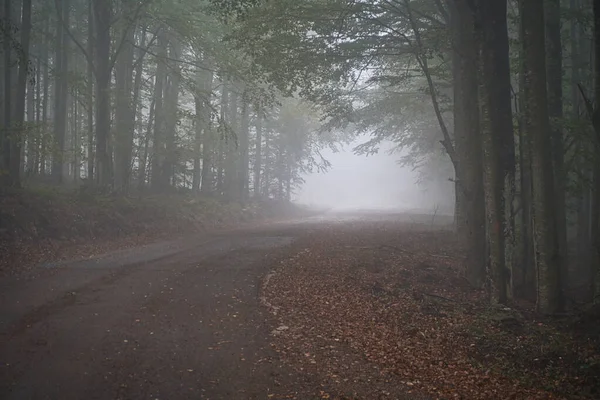 霧と緑の森の中の道の美しいショット — ストック写真
