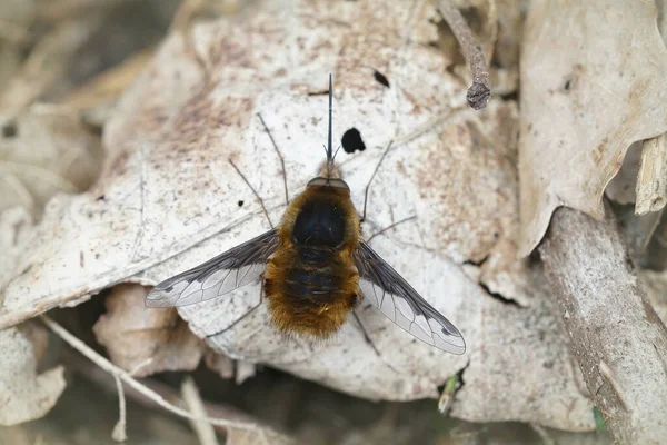 Zbliżenie Ciemnoskrzydłej Muchy Bombylius Major — Zdjęcie stockowe