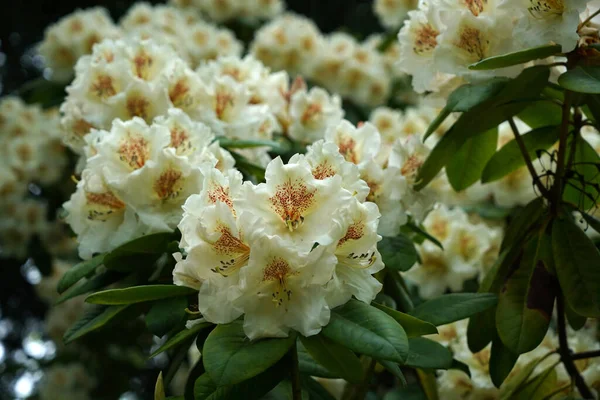 Närbild Bild Bild Vita Blommande Rhododendron Blommor — Stockfoto