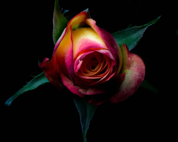 Eine Nahaufnahme Einer Mehrfarbigen Rose Auf Schwarzem Hintergrund — Stockfoto