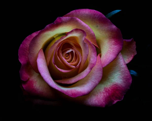 Tiro Close Uma Rosa Multicolor Fundo Preto — Fotografia de Stock