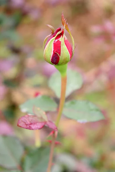 Ένα Κάθετο Πλάνο Από Ένα Κόκκινο Τριαντάφυλλο Μπουμπούκι — Φωτογραφία Αρχείου