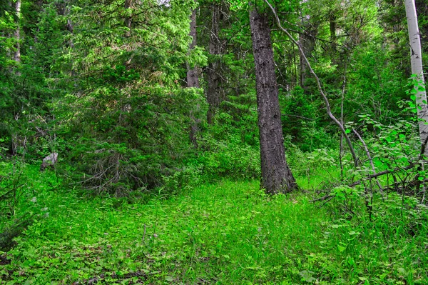 Egy Közeli Kép Egy Erdő Zöld Fák Néhány Vágott Ebédek — Stock Fotó