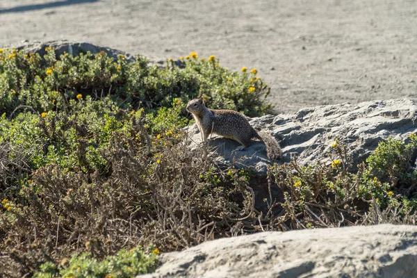 Una Vista Una Ardilla California Pie Sobre Superficie Roca — Foto de Stock