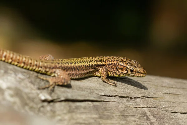 Nahaufnahme Einer Eidechse Auf Einem Felsen — Stockfoto