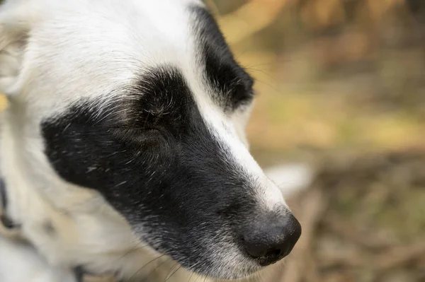 Tiro Close Cão Bonito Com Olhos Fechados — Fotografia de Stock