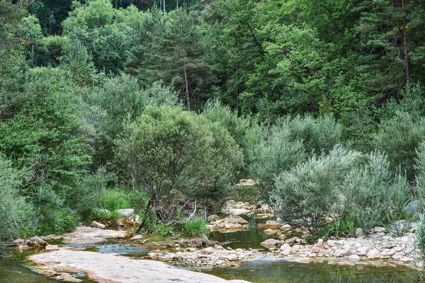 松の木と緑の森の中を流れる小さな川の素晴らしいショット — ストック写真