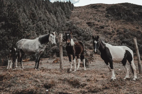 森の丘の近くの農場で馬のクローズアップショット — ストック写真