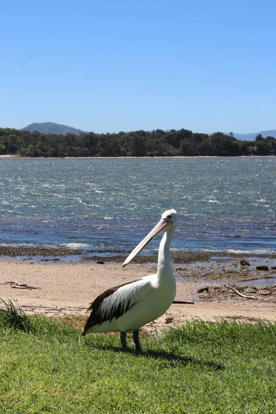 Ένα Κάθετο Πλάνο Ενός Πελεκάνου Πουλιού Στην Ακτή Της Αυστραλίας — Φωτογραφία Αρχείου