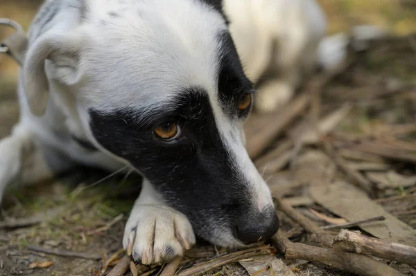 Egy Közeli Kép Egy Aranyos Kutyáról Amint Földön Fekszik Elfordítja — Stock Fotó