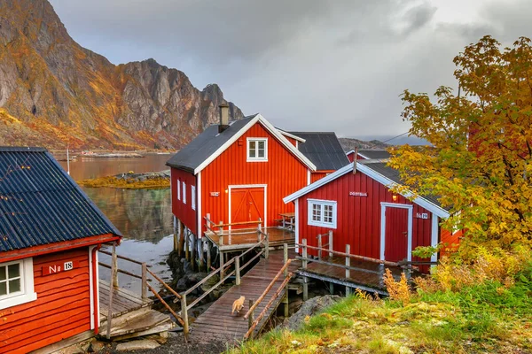 Lofoten Noruega Outubro 2012 Gato Frente Três Casas Pescadores Tradicionais — Fotografia de Stock