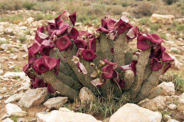 Close up photo of a hoodia flowering after good rain in open stone plain  January 2021 in the Namib Naukluft Park in Namibia clipart