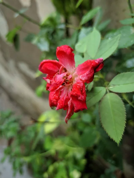 Ένα Κοντινό Πλάνο Ενός Μαραμένου Κόκκινου Τριαντάφυλλου Καλυμμένου Κρυστάλλινα Σταγονίδια — Φωτογραφία Αρχείου