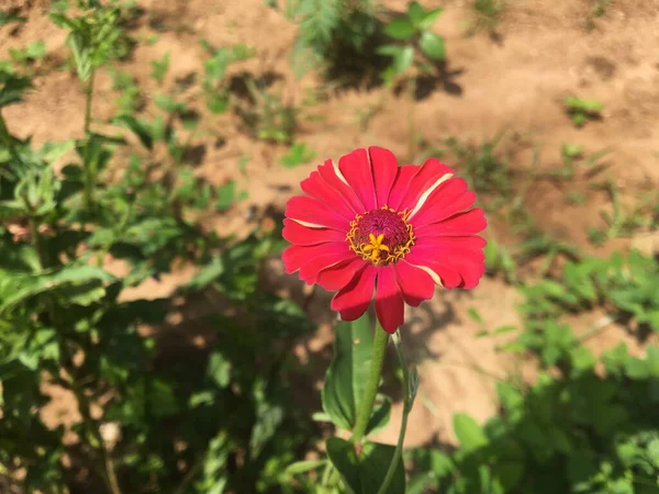 Közelkép Egy Virágzó Vörös Virágról Növényzetben — Stock Fotó