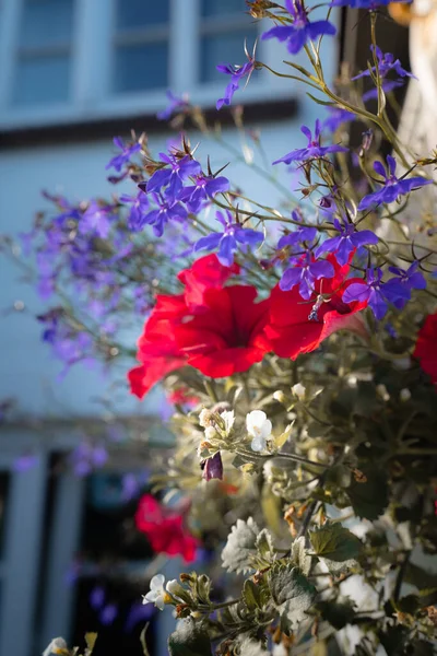 Primer Plano Vertical Hermosas Flores Silvestres Sobre Fondo Borroso — Foto de Stock