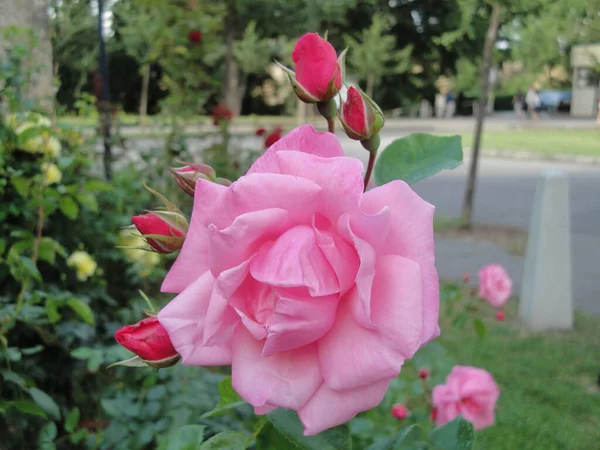 Close Belas Rosas Cor Rosa Petrin Park Praga — Fotografia de Stock