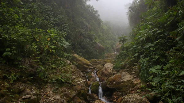 Torrente Nella Foresta Giorno Nebbioso — Foto Stock