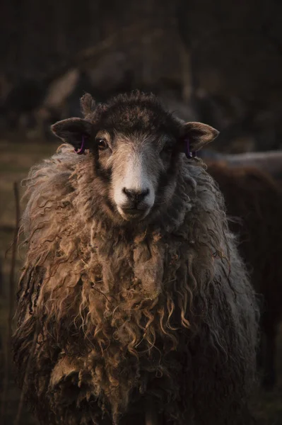 一个农场里一只可爱的棕色羊凝视着摄像机的特写 — 图库照片