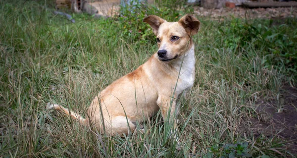 Selektive Fokusaufnahme Eines Jack Russell Terriers Auf Einem Feld — Stockfoto