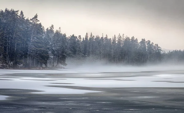 Красивый Зимний Лесной Пейзаж Деревьями Утреннем Тумане — стоковое фото