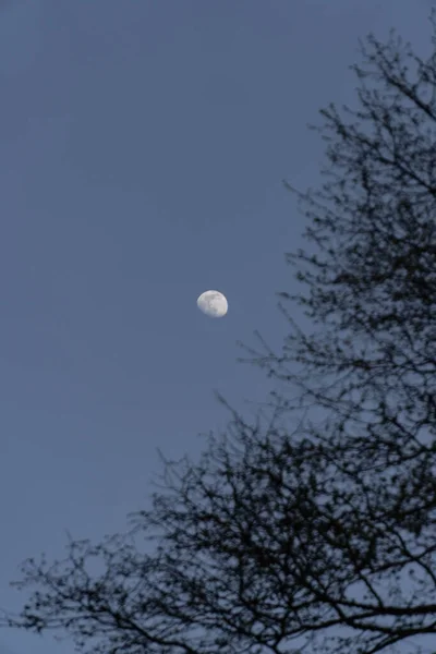 Vertical Low Angle Shot Moon Clear Blue Sky Bare Leafless — Stock Photo, Image