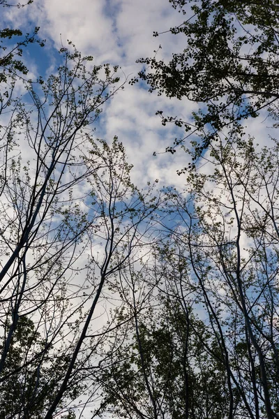 Pionowe Ujęcie Sylwetki Gałęzi Drzew Kilkoma Liśćmi Pochmurne Błękitne Niebo — Zdjęcie stockowe