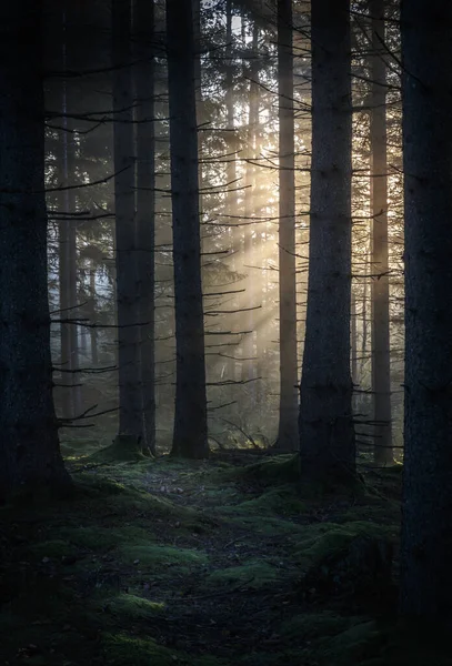 Egy Gyönyörű Napfelkelte Táj Egy Zöld Erdőben — Stock Fotó