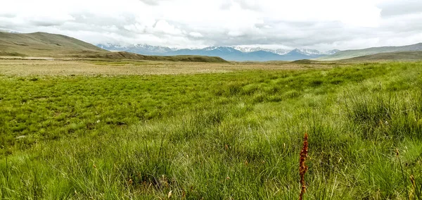 Grass Meadow Mountains Background Cloudy Day — Stock Photo, Image