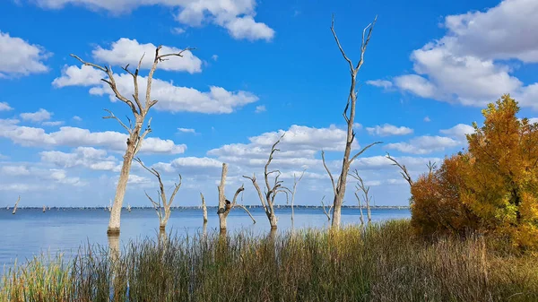Een Herfstmiddag Aan Het Mulwalameer Met Dode Bomen Australië — Stockfoto