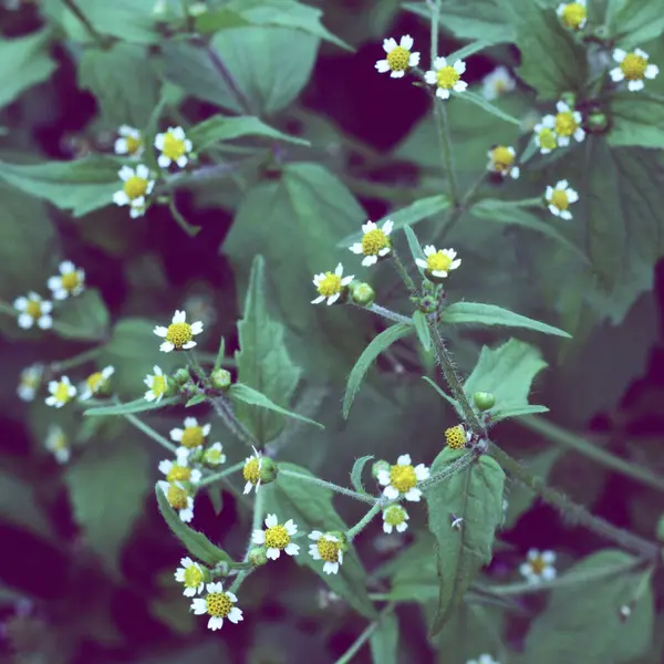 Närbild Vild Blommande Örtväxt Skog — Stockfoto