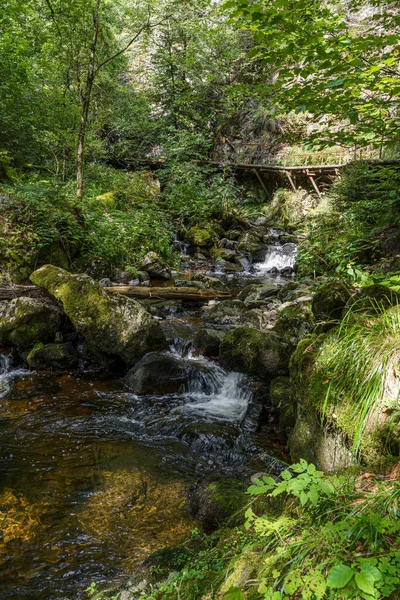 Een Verticaal Schot Van Een Kleine Rivier Die Door Mossige — Stockfoto