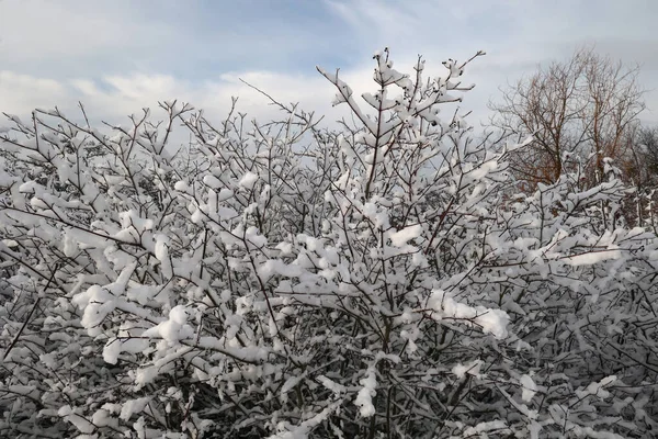 Detailní Záběr Větví Keřů Pokrytých Bílým Sněhem Denního Světla — Stock fotografie
