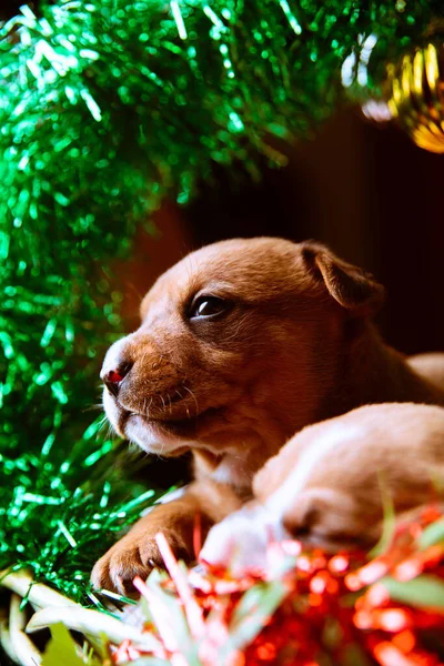 Die Entzückenden American Staffordshire Terrier Welpen Mit Weihnachtsdekoration — Stockfoto