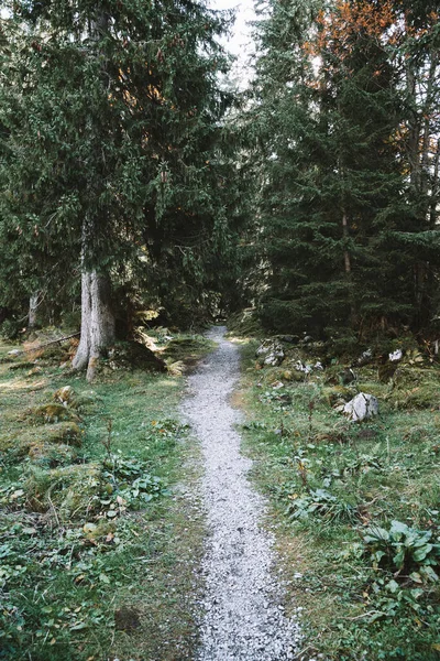 Plan Vertical Sentier Dans Forêt — Photo