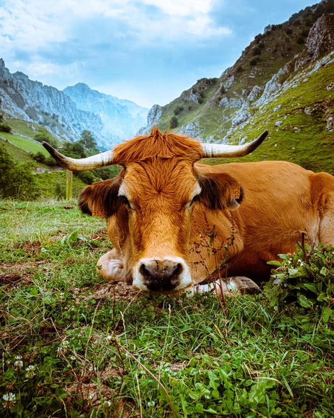 Uma Bela Paisagem Alpina Idílica Com Uma Vaca Marrom Primeiro — Fotografia de Stock