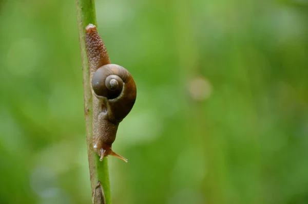 一只蜗牛在背景模糊的植物上的特写镜头 — 图库照片