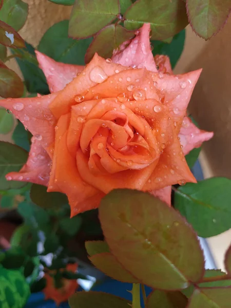 Primo Piano Una Rosa Arancio Splendidamente Fiorita Ricoperta Goccioline Acqua — Foto Stock