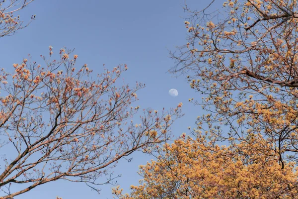 Permitir Ângulo Tiro Uma Lua Céu Azul Claro Belos Galhos — Fotografia de Stock