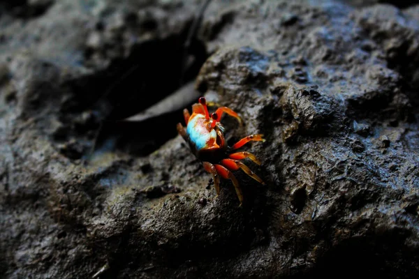 ぬれた原石の表面を歩く小さな赤いマングローブのカニのクローズアップショット — ストック写真