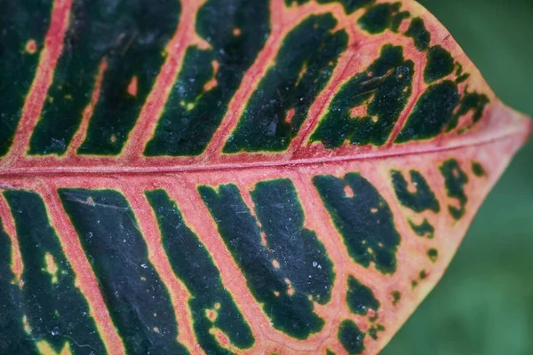 Closeup Shot Garden Croton Leaf — Stock Photo, Image