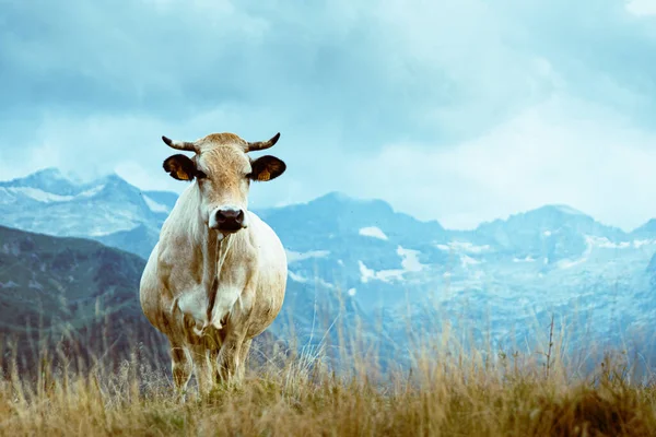 Uma Bela Paisagem Alpina Idílica Com Vaca — Fotografia de Stock