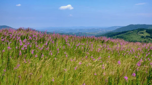Eine Schöne Aufnahme Von Einem Lila Wildblumenfeld — Stockfoto