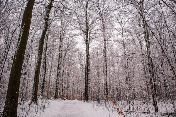 각도의 눈덮인 나무의 하이킹 트레일에 — 스톡 사진