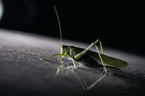 Closeup Grasshopper Rough Surface Lights Dark Background — Stock Photo, Image